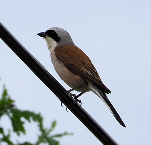 Neuntöter, Lanius collurio Männchen
